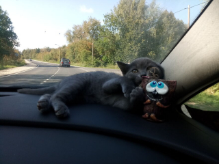 Illustration de l'article : 13 photos d'une chatte qui mène une vie d'aventurière et respire la joie de vivre