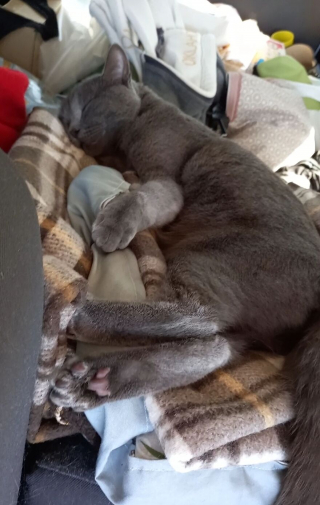 Illustration de l'article : 13 photos d'une chatte qui mène une vie d'aventurière et respire la joie de vivre