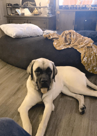 Illustration de l'article : 20 photos de Mastiffs qui ont tout pour gagner le coeur des amoureux des chiens