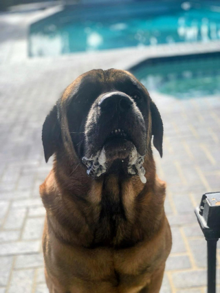 Illustration de l'article : 20 photos de Mastiffs qui ont tout pour gagner le coeur des amoureux des chiens