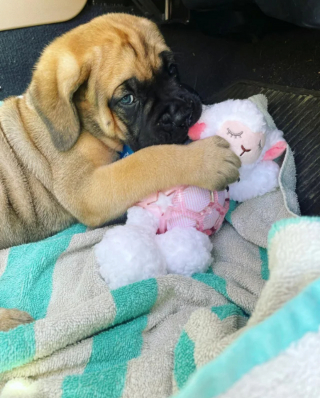 Illustration de l'article : 20 photos de Mastiffs qui ont tout pour gagner le coeur des amoureux des chiens