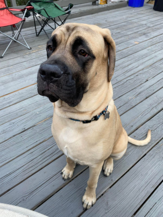 Illustration de l'article : 20 photos de Mastiffs qui ont tout pour gagner le coeur des amoureux des chiens