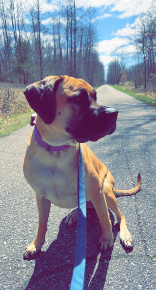 Illustration de l'article : 20 photos de Mastiffs qui ont tout pour gagner le coeur des amoureux des chiens