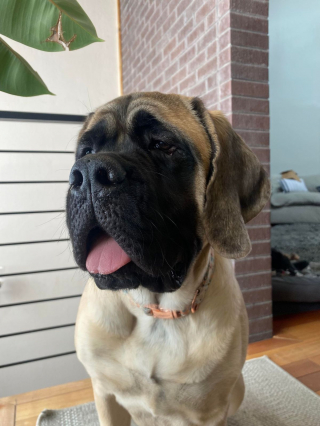 Illustration de l'article : 20 photos de Mastiffs qui ont tout pour gagner le coeur des amoureux des chiens