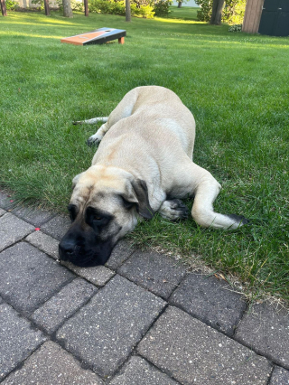 Illustration de l'article : 20 photos de Mastiffs qui ont tout pour gagner le coeur des amoureux des chiens