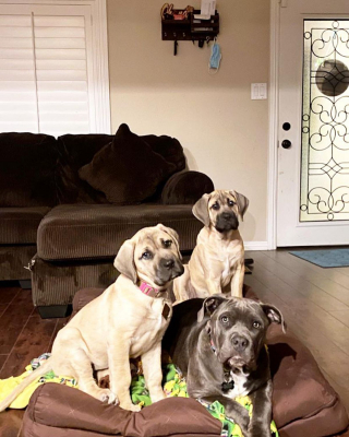 Illustration de l'article : 20 photos de Mastiffs qui ont tout pour gagner le coeur des amoureux des chiens