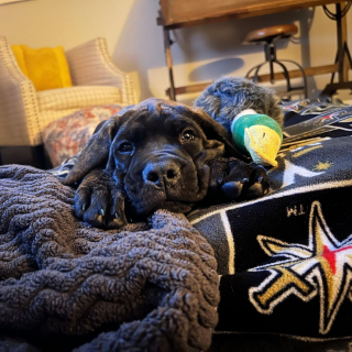 Illustration de l'article : 20 photos de Mastiffs qui ont tout pour gagner le coeur des amoureux des chiens