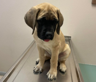 Illustration de l'article : 20 photos de Mastiffs qui ont tout pour gagner le coeur des amoureux des chiens