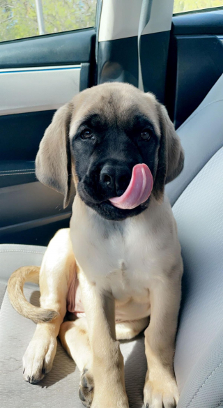 Illustration de l'article : 20 photos de Mastiffs qui ont tout pour gagner le coeur des amoureux des chiens