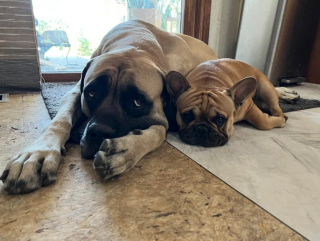 Illustration de l'article : 20 photos de Mastiffs qui ont tout pour gagner le coeur des amoureux des chiens