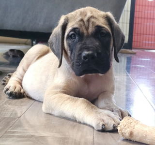 Illustration de l'article : 20 photos de Mastiffs qui ont tout pour gagner le coeur des amoureux des chiens