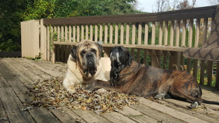Illustration de l'article : 20 photos de Mastiffs qui ont tout pour gagner le coeur des amoureux des chiens