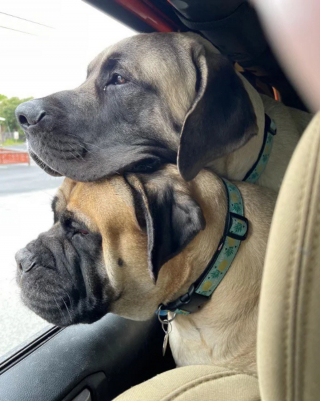 Illustration de l'article : 20 photos de Mastiffs qui ont tout pour gagner le coeur des amoureux des chiens