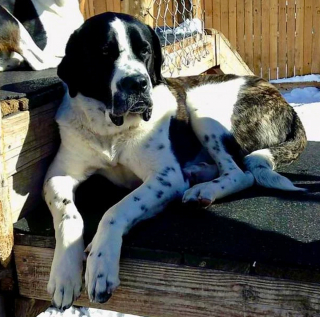 Illustration de l'article : 20 photos de Mastiffs qui ont tout pour gagner le coeur des amoureux des chiens