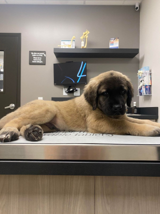 Illustration de l'article : 20 photos de Mastiffs qui ont tout pour gagner le coeur des amoureux des chiens