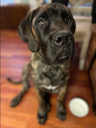 Illustration de l'article : 20 photos de Mastiffs qui ont tout pour gagner le coeur des amoureux des chiens