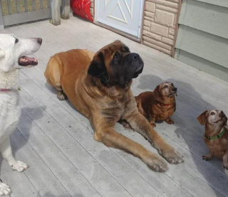 Illustration de l'article : 20 photos de Mastiffs qui ont tout pour gagner le coeur des amoureux des chiens