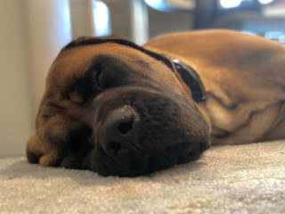 Illustration de l'article : 20 photos de Mastiffs qui ont tout pour gagner le coeur des amoureux des chiens