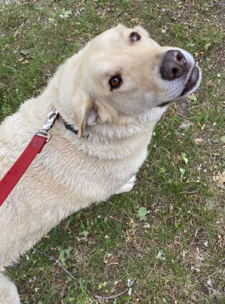 Illustration de l'article : Vidéo : le rituel quotidien de ce Golden Retriever est aussi amusant qu'attendrissant