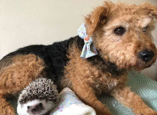 Illustration de l'article : Une chienne sauvée de l'errance renoue avec le bonheur grâce à son meilleur ami hérisson