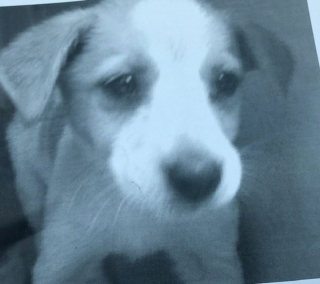 Illustration de l'article : Un couple découvre un chiot abandonné devant son domicile et prend la meilleure décision