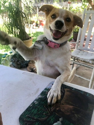 Illustration de l'article : Un couple découvre un chiot abandonné devant son domicile et prend la meilleure décision