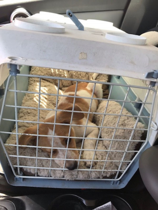 Illustration de l'article : Un couple découvre un chiot abandonné devant son domicile et prend la meilleure décision