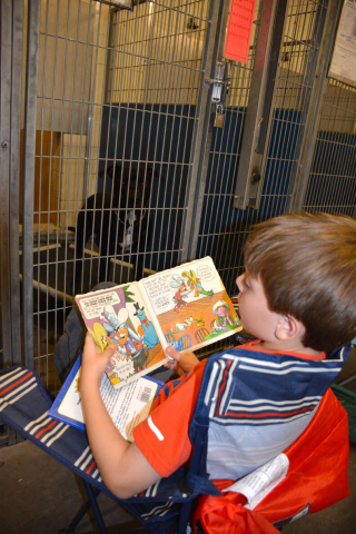 Illustration de l'article : Fête nationale : 300 personnes se portent volontaires pour rassurer les chiens des refuges effrayés par les feux d'artifice