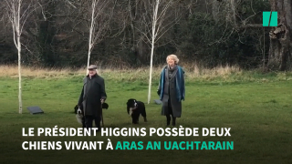 Illustration de l'article : En quête d'attention, le chien du président irlandais lui vole la vedette lors d'une interview télévisée ! (Vidéo)