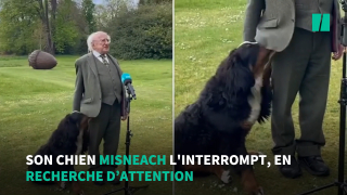 Illustration de l'article : En quête d'attention, le chien du président irlandais lui vole la vedette lors d'une interview télévisée ! (Vidéo)