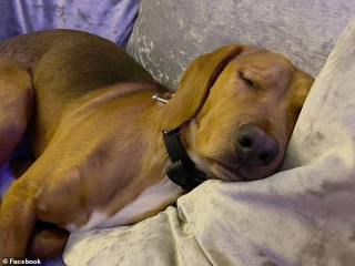 Illustration de l'article : Une maladie mystérieuse inquiète de nombreux propriétaires de chiens au Royaume-Uni