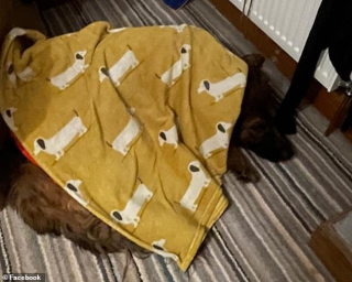 Illustration de l'article : Une maladie mystérieuse inquiète de nombreux propriétaires de chiens au Royaume-Uni