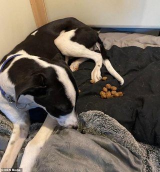 Illustration de l'article : Une maladie mystérieuse inquiète de nombreux propriétaires de chiens au Royaume-Uni