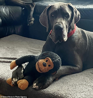 Illustration de l'article : Une maladie mystérieuse inquiète de nombreux propriétaires de chiens au Royaume-Uni