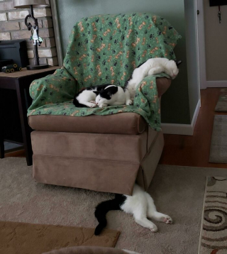 Illustration de l'article : 20 photos d'animaux abandonnés ou maltraités qui ont renoué avec le bonheur