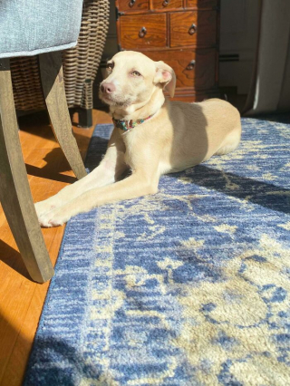 Illustration de l'article : 20 photos d'animaux abandonnés ou maltraités qui ont renoué avec le bonheur