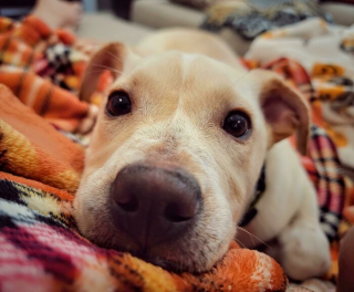 Illustration de l'article : 20 photos d'animaux abandonnés ou maltraités qui ont renoué avec le bonheur