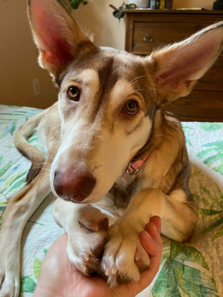 Illustration de l'article : 20 photos d'animaux abandonnés ou maltraités qui ont renoué avec le bonheur