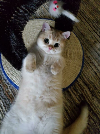 Illustration de l'article : 20 photos d'animaux abandonnés ou maltraités qui ont renoué avec le bonheur