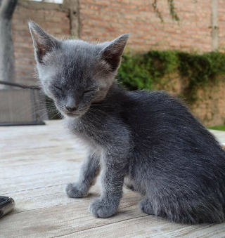 Illustration de l'article : 20 photos d'animaux abandonnés ou maltraités qui ont renoué avec le bonheur