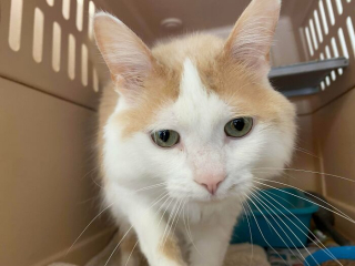 Illustration de l'article : 20 photos d'animaux abandonnés ou maltraités qui ont renoué avec le bonheur