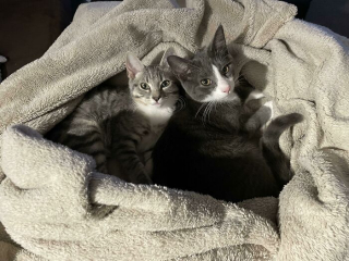 Illustration de l'article : 20 photos d'animaux abandonnés ou maltraités qui ont renoué avec le bonheur