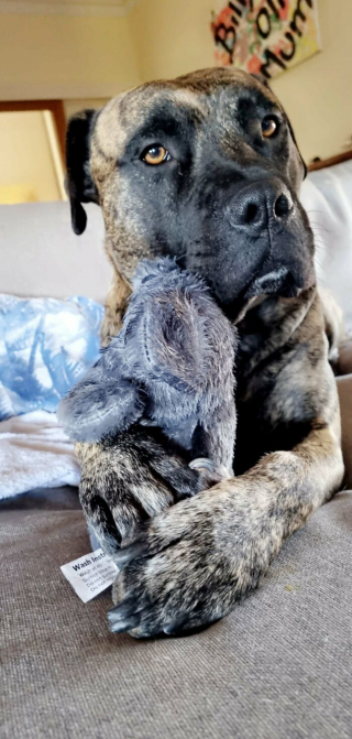 Illustration de l'article : 20 photos d'animaux abandonnés ou maltraités qui ont renoué avec le bonheur