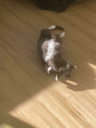 Illustration de l'article : 20 photos d'animaux abandonnés ou maltraités qui ont renoué avec le bonheur