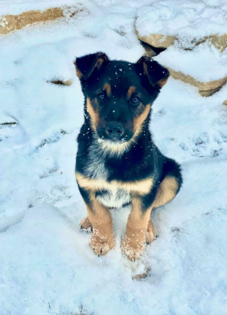 Illustration de l'article : 20 photos d'animaux abandonnés ou maltraités qui ont renoué avec le bonheur