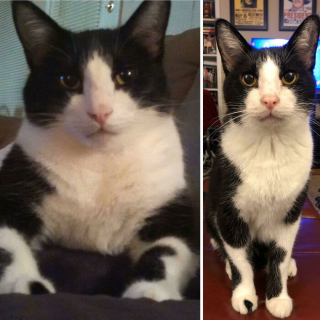 Illustration de l'article : La belle métamorphose de 20 chats et chiens après avoir perdu quelques kilos en trop