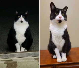 Illustration de l'article : La belle métamorphose de 20 chats et chiens après avoir perdu quelques kilos en trop