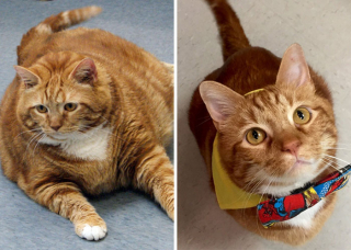 Illustration de l'article : La belle métamorphose de 20 chats et chiens après avoir perdu quelques kilos en trop