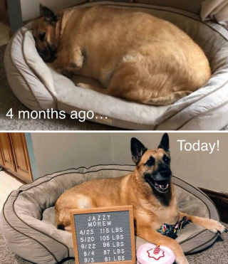 Illustration de l'article : La belle métamorphose de 20 chats et chiens après avoir perdu quelques kilos en trop