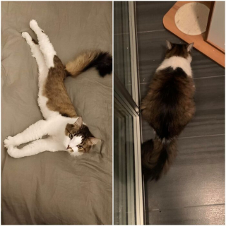 Illustration de l'article : La belle métamorphose de 20 chats et chiens après avoir perdu quelques kilos en trop